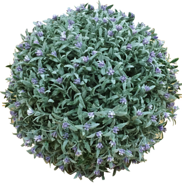 Leaves Ball,  Lavanda