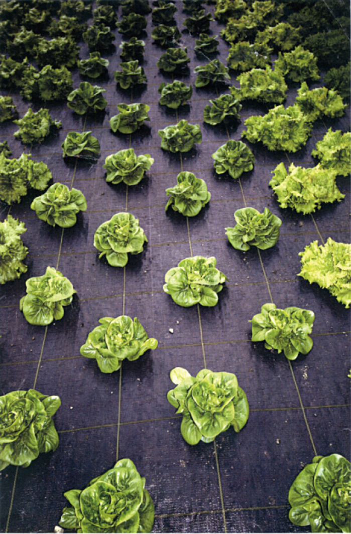 PP Weed Mat,100g/m2, 12x12 mesh