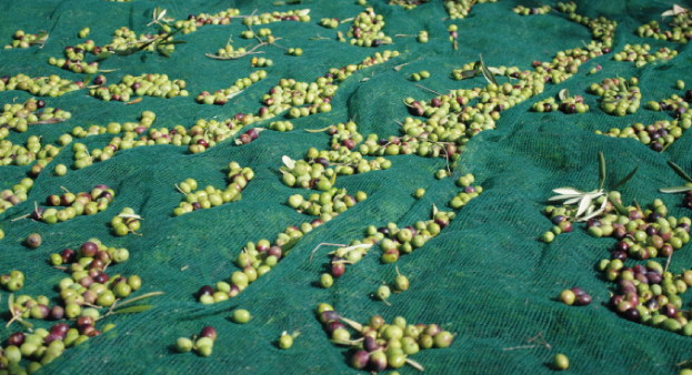 OLIVE NET Rolls