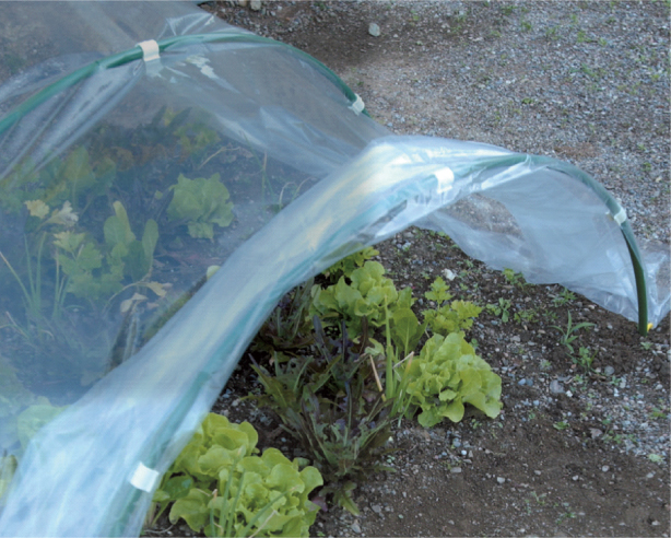 Tunnel Greenhouse Kit
