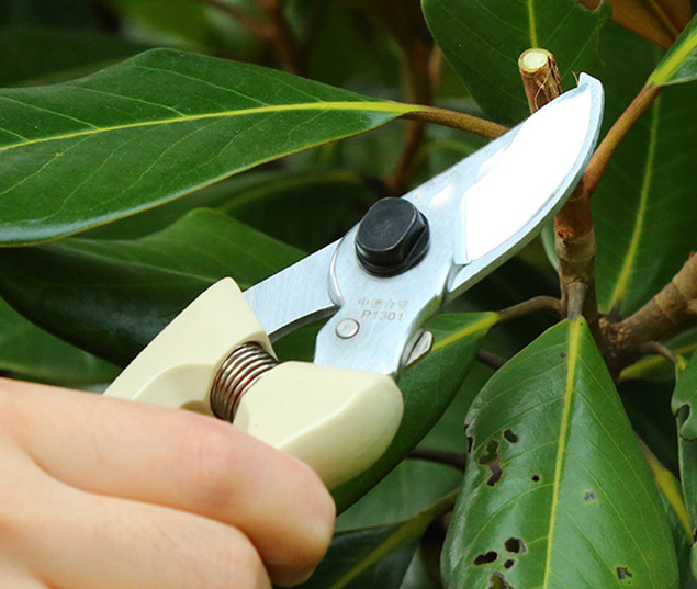 Scissor 01